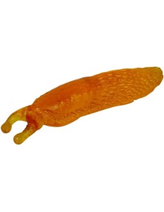 Glibberige naaktslak 2