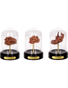 Uitgraafset Dinosaures schedel 2