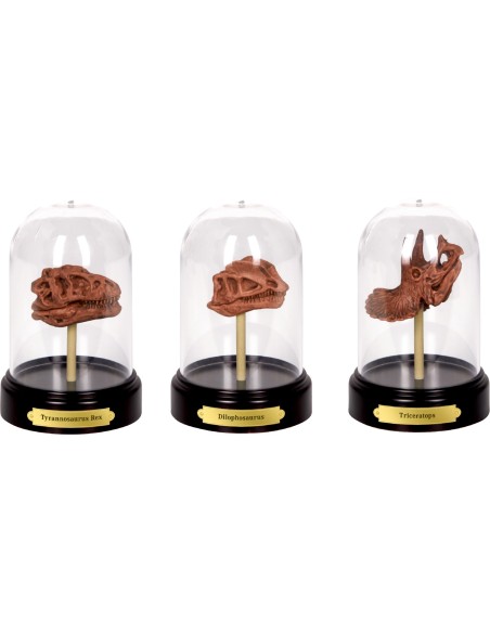 Uitgraafset Dinosaures schedel