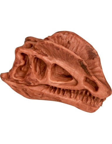 Uitgraafset Dinosaures schedel