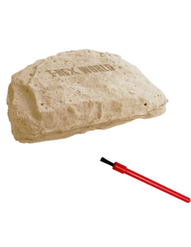 Uitgraafset Dinosaures schedel