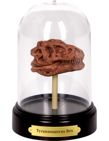 Uitgraafset Dinosaures schedel