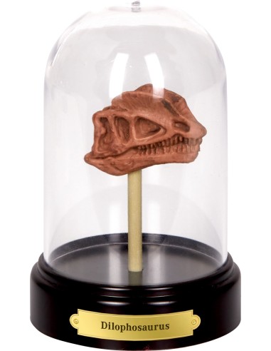 Uitgraafset Dinosaures schedel