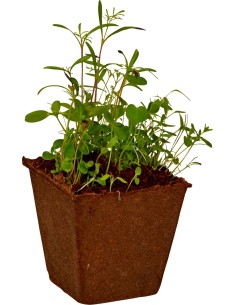 Bloemzaden Groei Kit 2