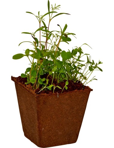 Bloemzaden Groei Kit