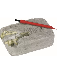 Uitgraafset Triceratops 2