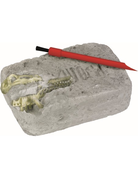 Uitgraafset Triceratops